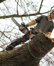 Arbres Verts Outters Outters Xavier image 10