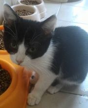 SPA Refuge de Cathy 55 image 2