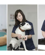 Tierarztpraxis Langebrück - Dr. med. vet. Mathias Ehrlich Bild 2