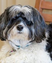 Glenroads Veterinary Clinic, A Thrive Pet Healthcare Partner image 5