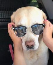 DOGS Training Bild 6