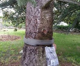 tratamiento-arbol-05-g.jpg