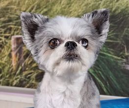 Hundesalon Farah Bild 13