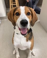 Nicholasville Road Animal Hospital image 14