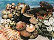 Trégor Coquillages Crustacés