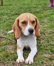 Agil'Canin 36 image 6
