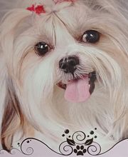 Nut Nut Toilettage image 1