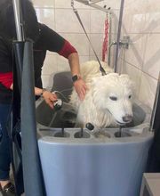 AU CHARME CANIN image 6