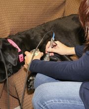 Skippack Animal Hospital image 2