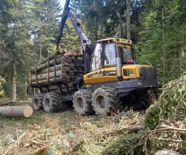 Holz Nigl Bild 5