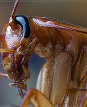 CPD - PLAGAS imagen 4