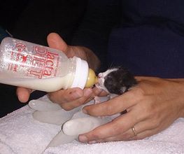 arovet-medicina-04.jpg