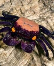 STALLER Martin EIRL AQUABOUTIK image 6