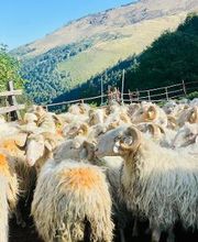La Ferme Bidalot image 2
