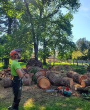 Entre mille branches image 2