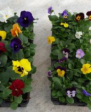 Les Jardins Du Champsaur image 1