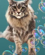 A Fleur De Chiens image 7