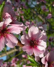 Mathis Gartenpflege und Gestaltung GmbH Bild 3