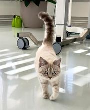 Katzen-Praxis.ch Bild 8