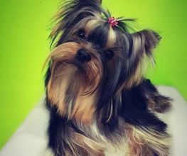 DogShine image 1