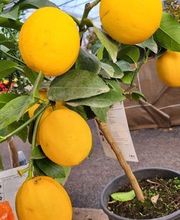 Dessapt Horticulture image 9