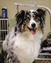 Crysler Animal Hospital image 2