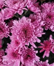 Bricomarché Orval image 8