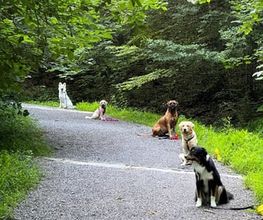 Focus Dogs Hundeschule KlG Bild 10