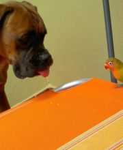 Clinica Veterinaria Exotia Santa Ursula imagen 5