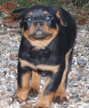 La Licorne Noire image 1