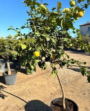 Cultur'Arbres image 13