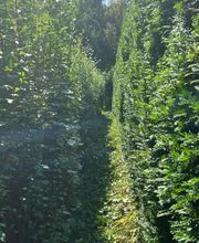 Gartenservice Mark Miess Bild 36