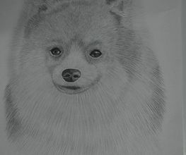 Coup d'Patte image 8