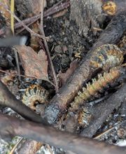 Stopfrelons60 image 4