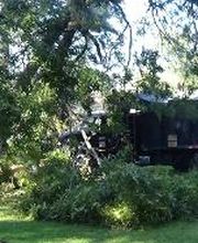 Southeast Tree image 14