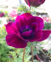 Marty Fleurs image 4