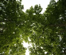 Les Artisans de L'Arbre Sarl Bild 5