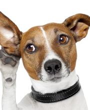 Centro Veterinario Buonamano Bild 2