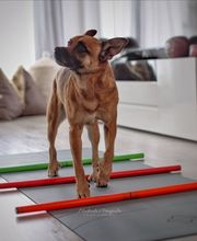 FITBUDDYS Tierheilpraxis & BARF-Shop Bild 10