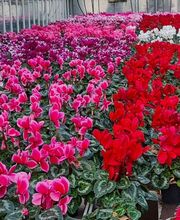 Blumen Block Bild 2