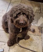 Flair'Allure image 7