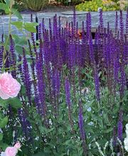 Raduner Gartenbau AG Bild 3