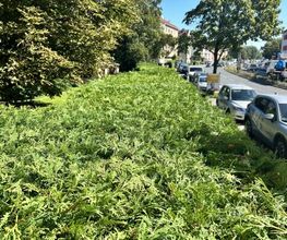Gartenservice Mark Miess Bild 54
