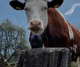 TRIVET-Tierärzte Bild 5