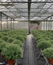 Dagorne Horticulture SARL image 4