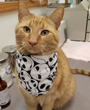 Wayne Heights Animal Hospital image 6