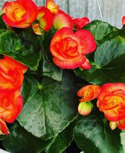 Laurie's Naturescapes image 18