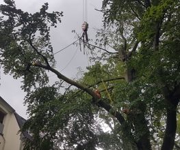 Arborista Baumdienst Baumpflege Baumfällung Baumarbeiten Bild 5