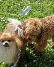 Elevage Des Jours Étoilés image 17