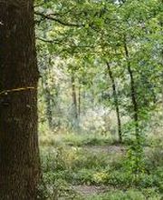 FriedWald Bremer Schweiz Bild 14